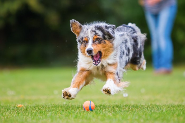 元気よく走る犬