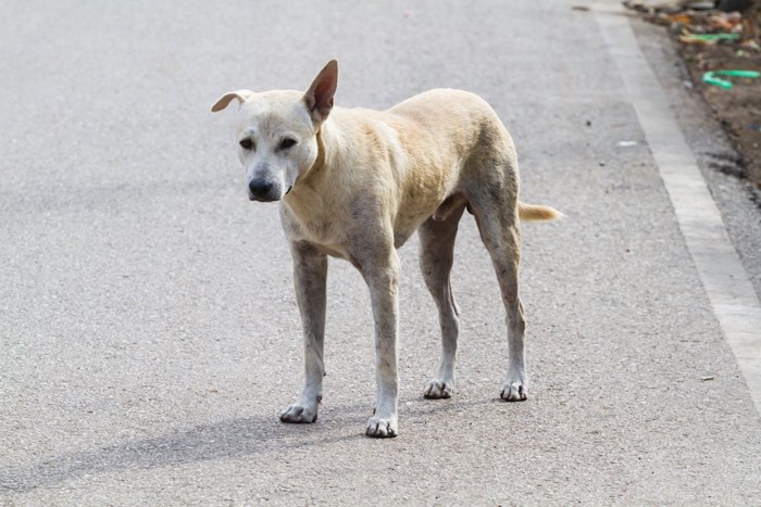 路上に立っている野犬