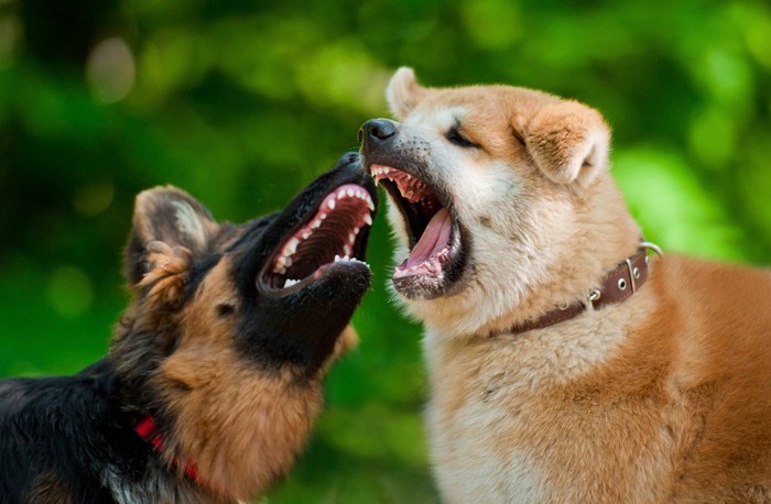 シェパードと秋田犬の顔のアップ