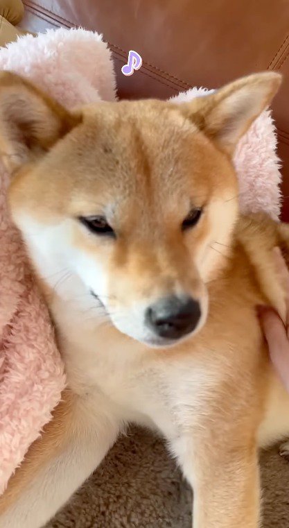 嬉しそうな表情をするオスの柴犬