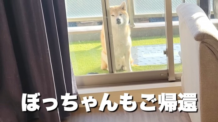 こむぎちゃんはお外派♪