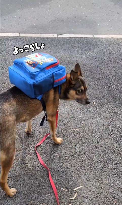 ドッグスクールに行くまる君8