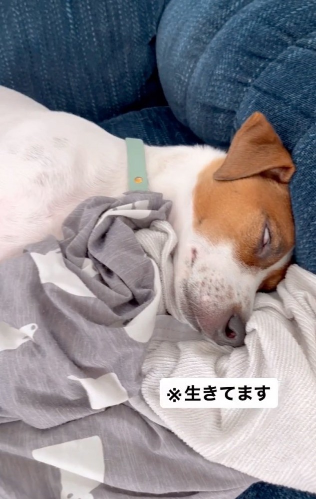 眠り続ける犬