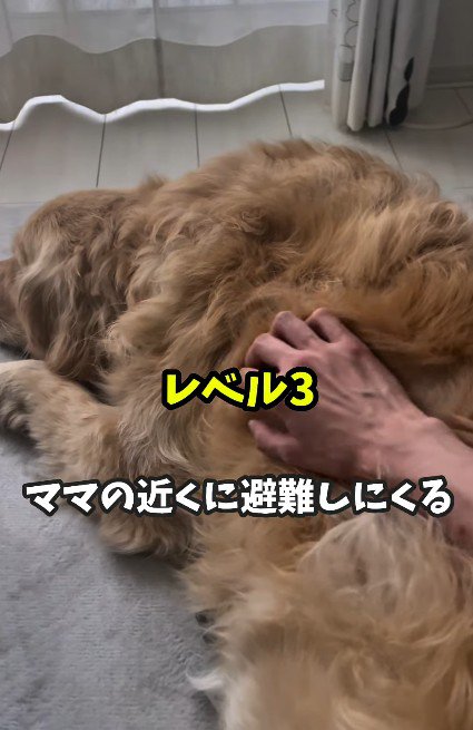 雷鳴ってきた…