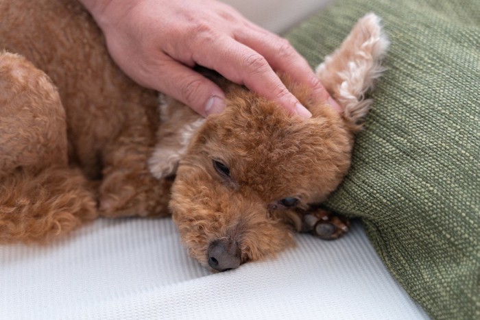 寝ている犬に触る手