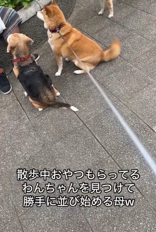 おやつをもらうワンコとポポちゃん4