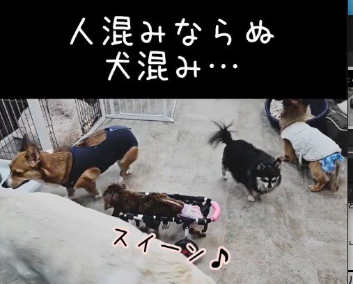 犬が密集した場所を歩く車椅子の老犬