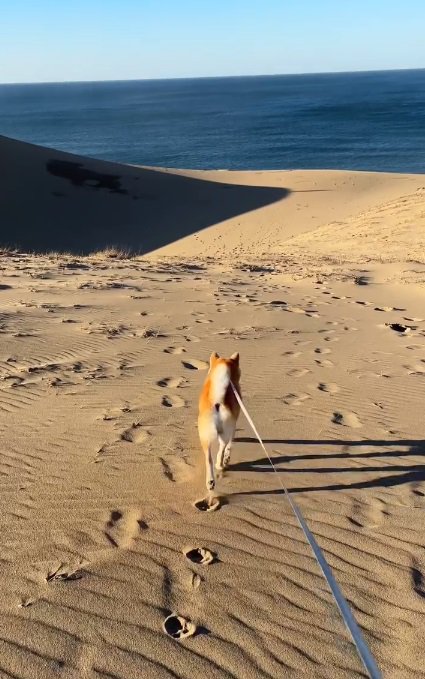 砂丘を散歩する柴犬