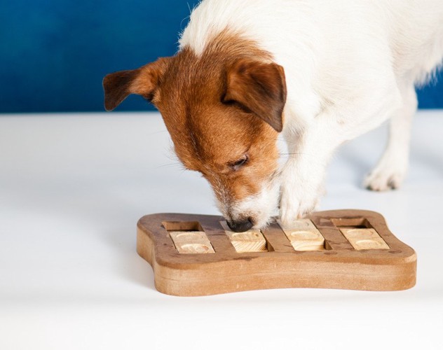 知育玩具で遊ぶ犬