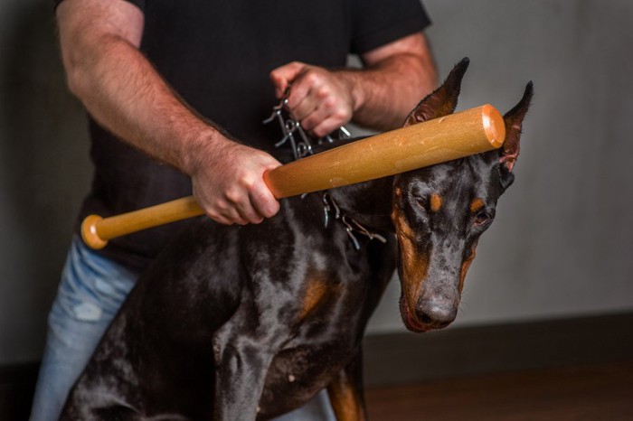 犬にバッドを当てつける人