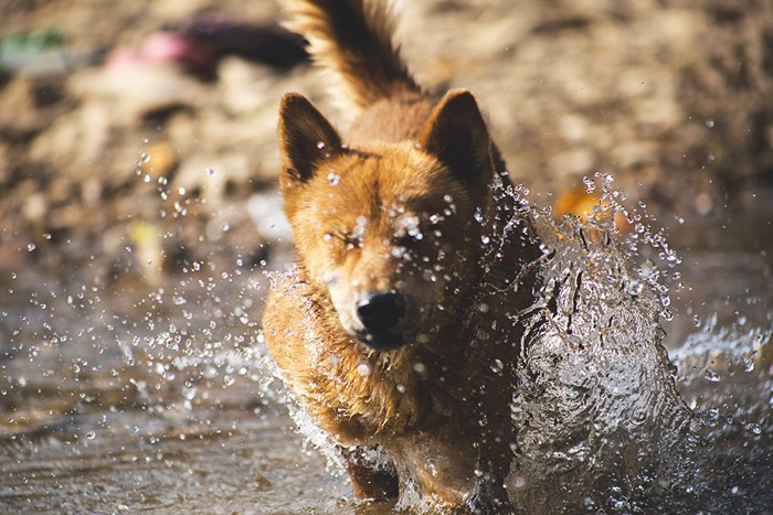 犬の優れた動体視力