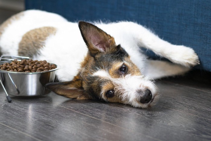 ドッグフード横で伏せる犬