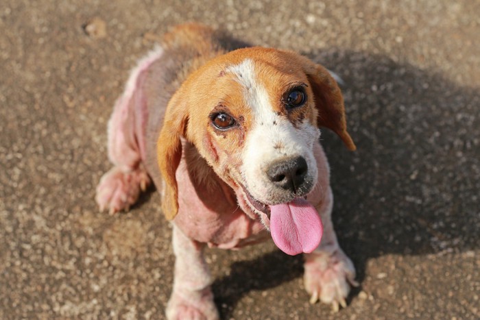 皮膚が荒れているビーグル犬