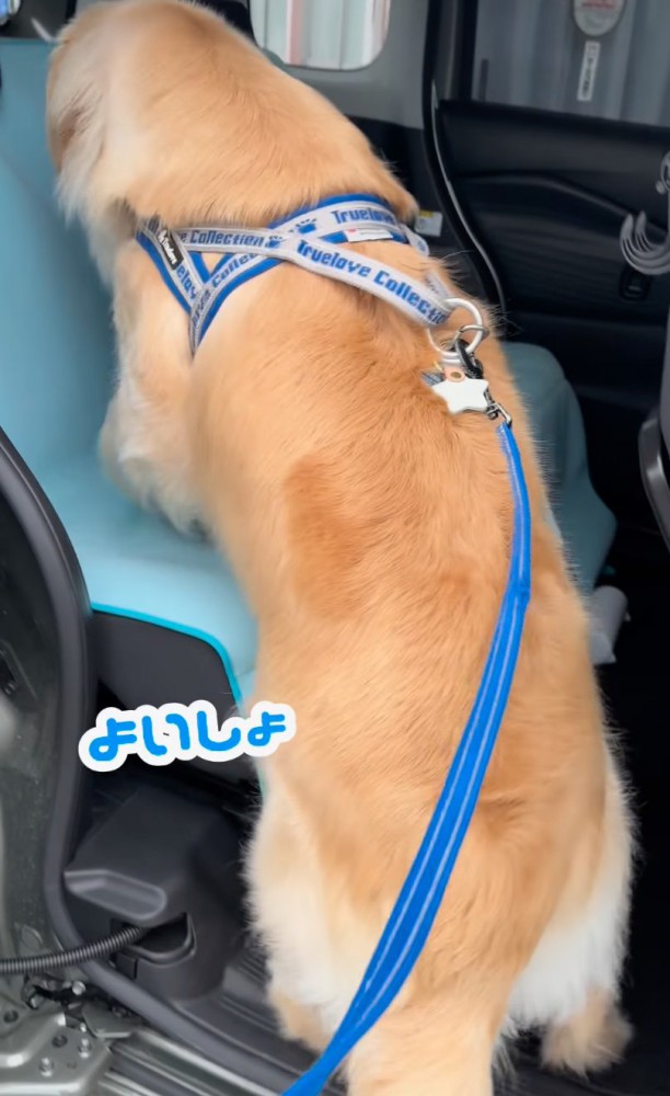 車に乗り込むべるちゃん