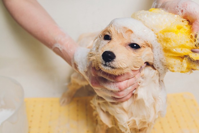 泡であらわれている犬