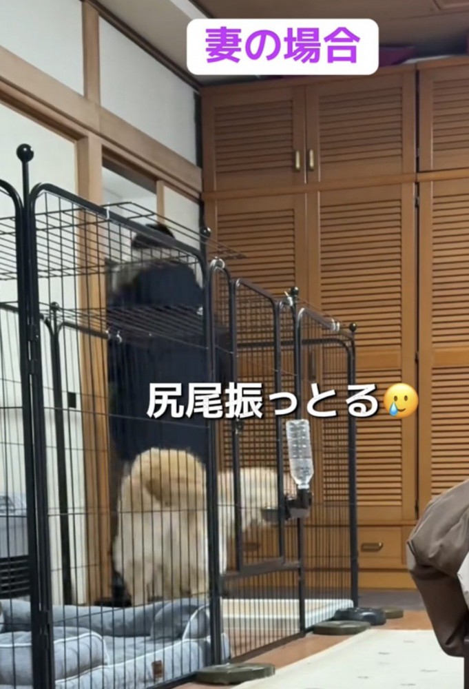 尻尾を振る犬