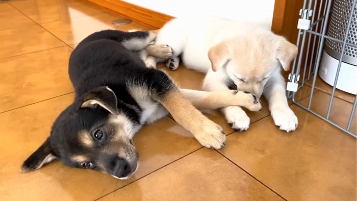 眠そうにくつろぐ2匹の子犬