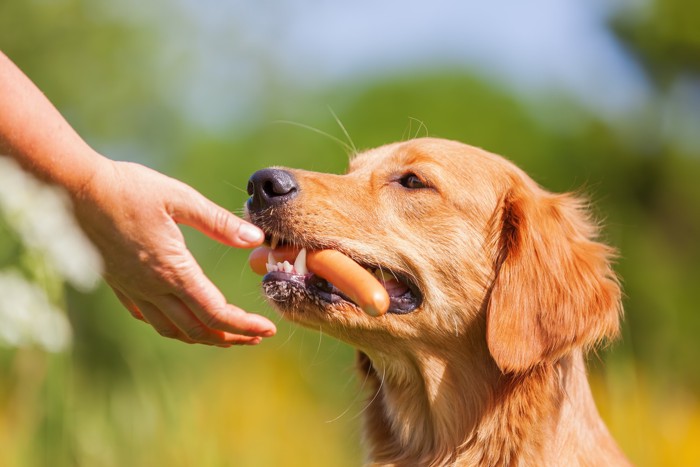 人の手からソーセージをもらっている犬
