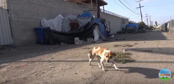 ぎこちなく歩く犬