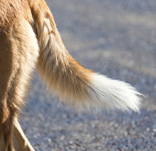 下向きな犬のしっぽ