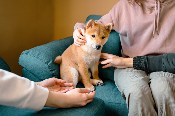 人に囲まれて座る柴犬の子犬