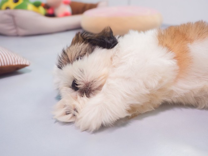 横向きに寝る子犬