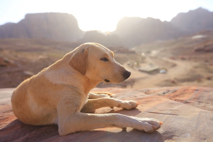 ヨルダンの荒野でくつろぐ犬