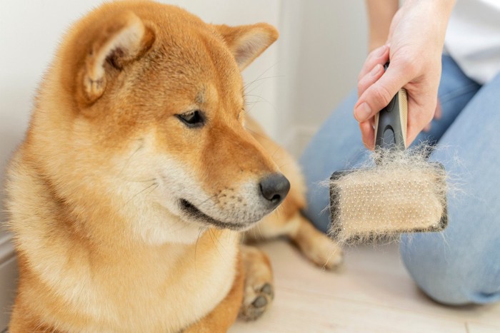 ブラシについた抜け毛を見つめる柴犬