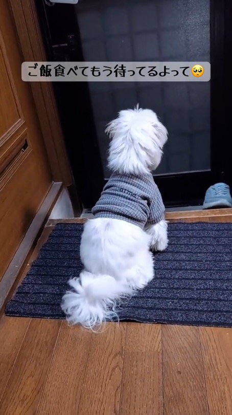 玄関マットの上に座る犬