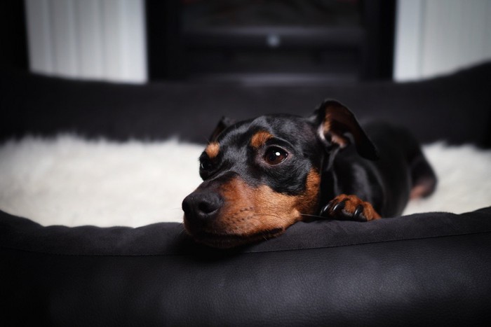 ベッドに伏せた犬