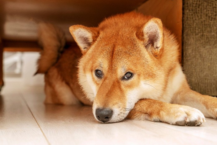 椅子の下に隠れる