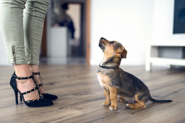 おすわりをする子犬