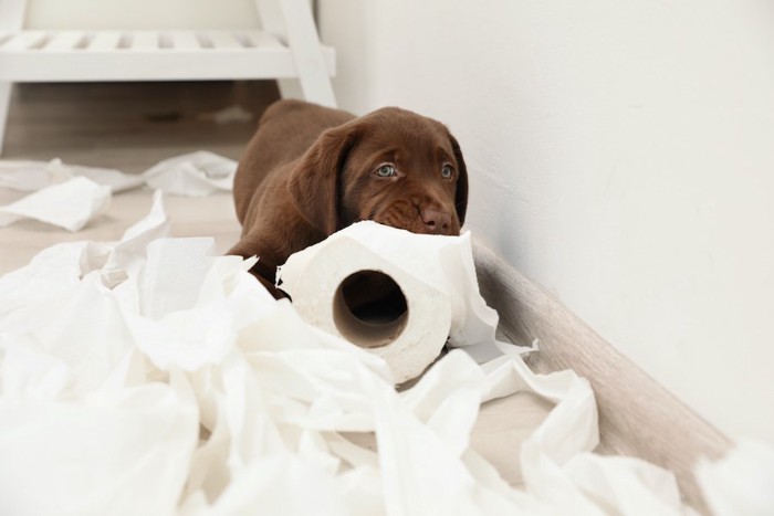 トイレットペーパーをいたずらしている子犬