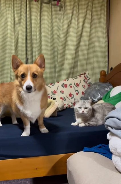 飼い主さんを見つめる小麦くん