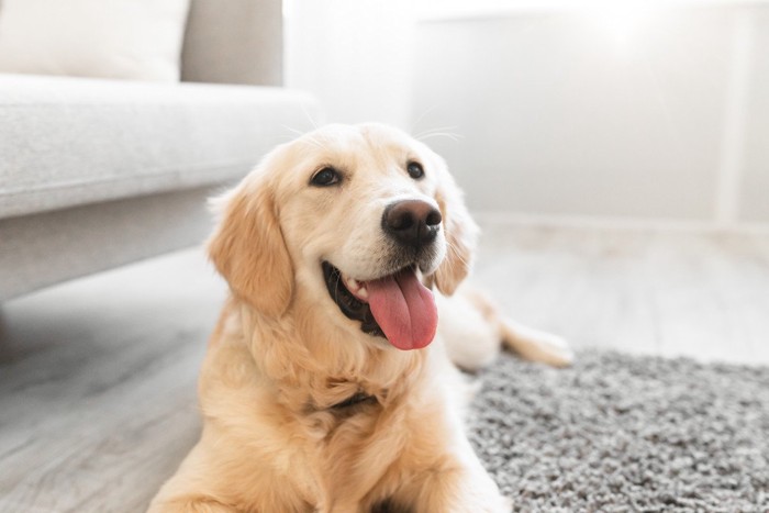 カーペットの端に伏せる犬