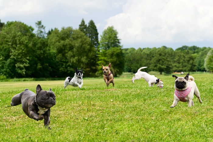 公園で遊ぶ犬達