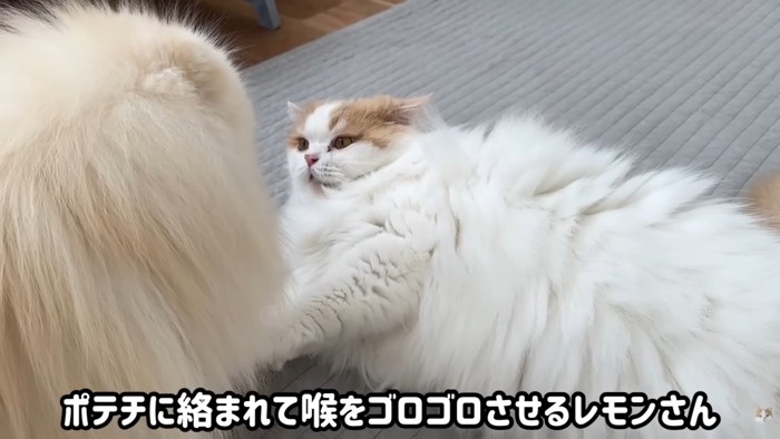 レモンさんに絡むポテチくん