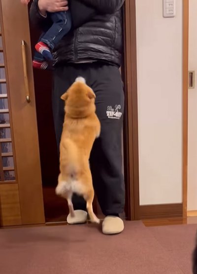 飛びつく犬