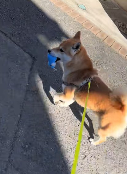ぬいぐるみをくわえて散歩する柴犬