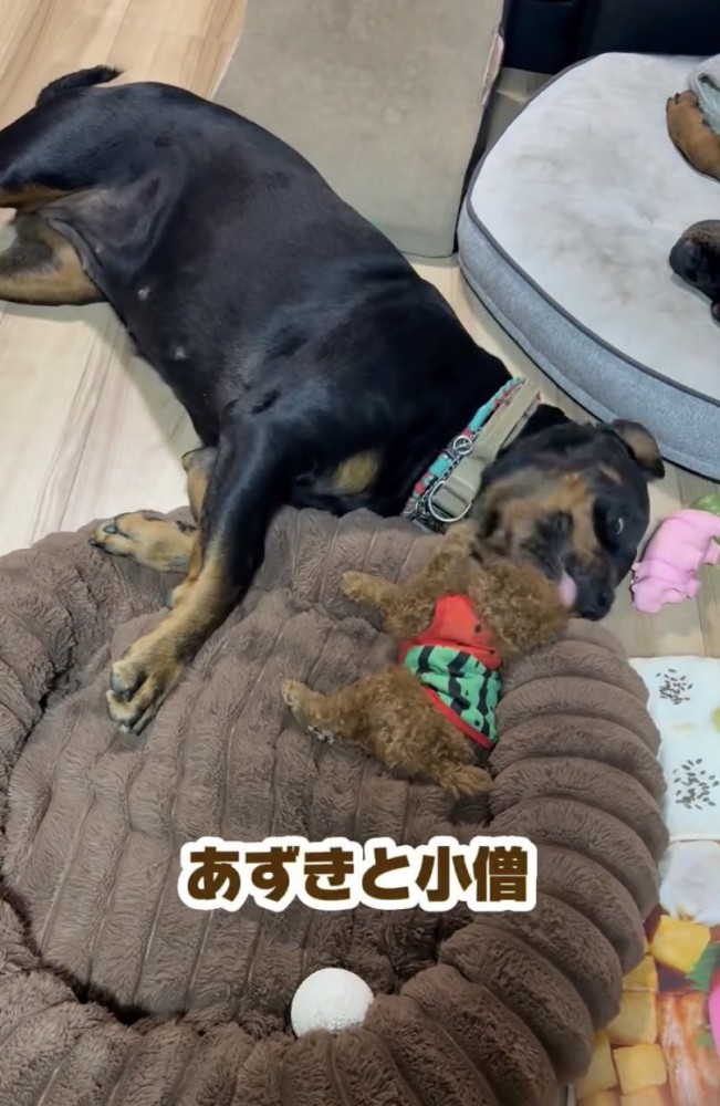 大きさは全然違う2匹