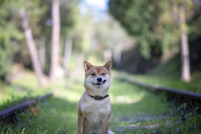 にやりと笑う柴犬