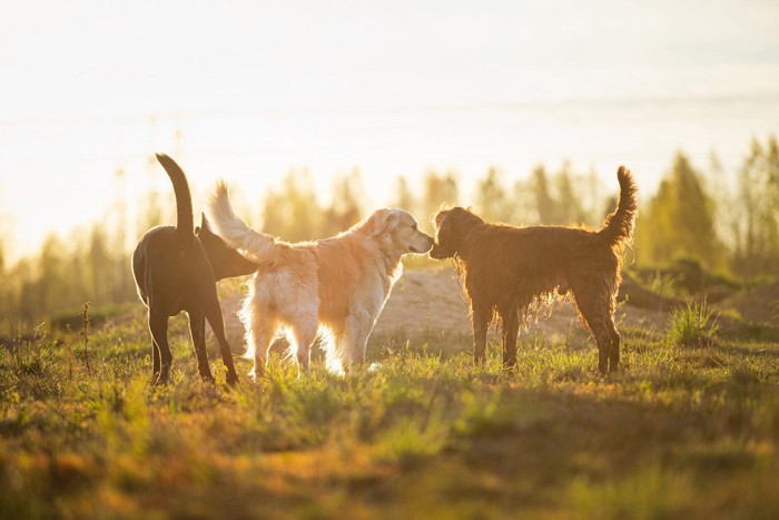 ニオイで情報交換する犬たち