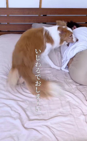 「ちゃんとなでて！」