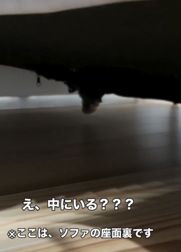 ソファの下に見える犬の足
