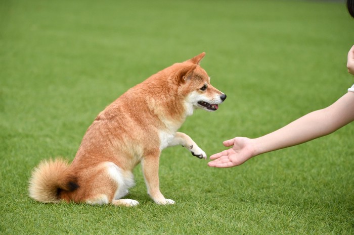 お手をしようとしている柴犬