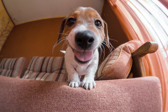 ソファーに前足をかけた子犬