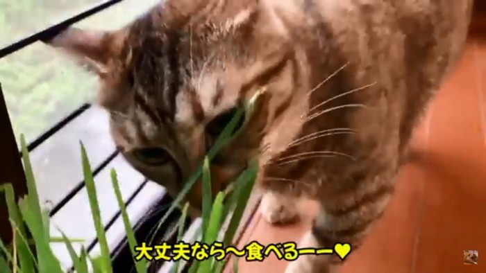 猫草をたべるリタちゃん