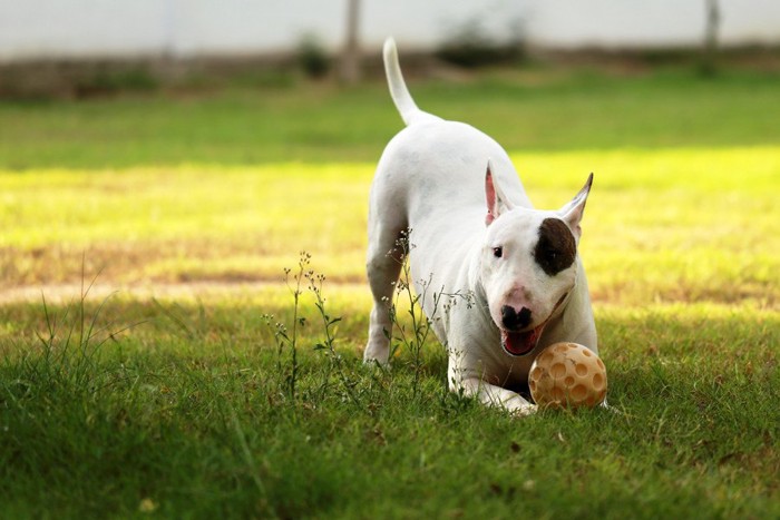 ボールを持ち遊びに誘う犬