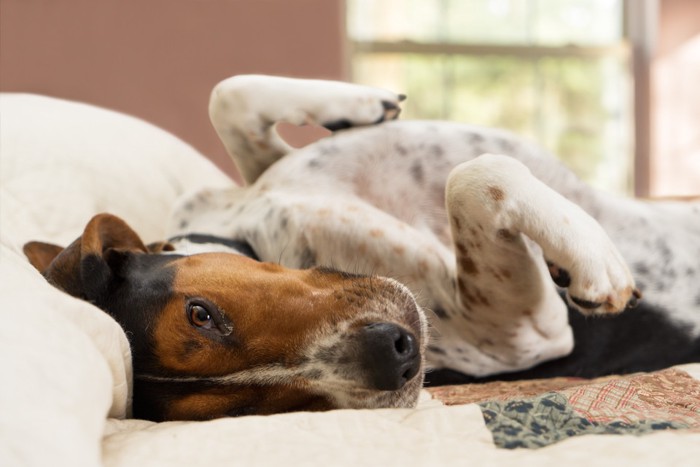 犬のストレスイメージ