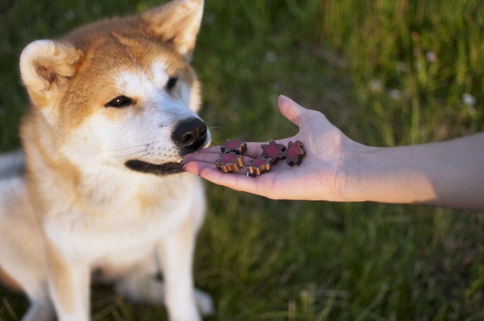 おやつを差し出される秋田犬